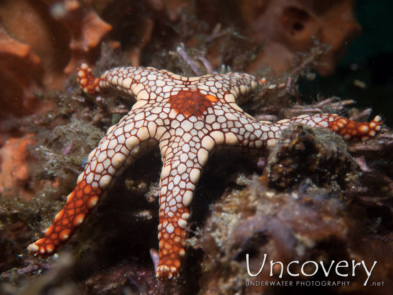 Starfish shot in Indonesia|North Sulawesi|Lembeh Strait|Makawide 2