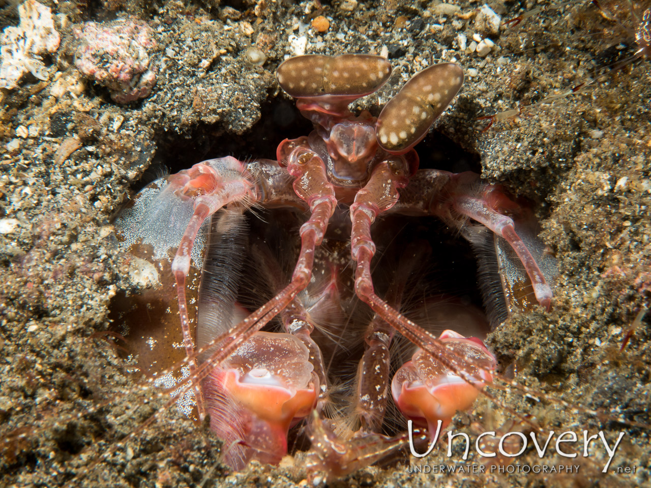 Giant Mantisshrimp, photo taken in Indonesia, North Sulawesi, Lembeh Strait, Makawide 2