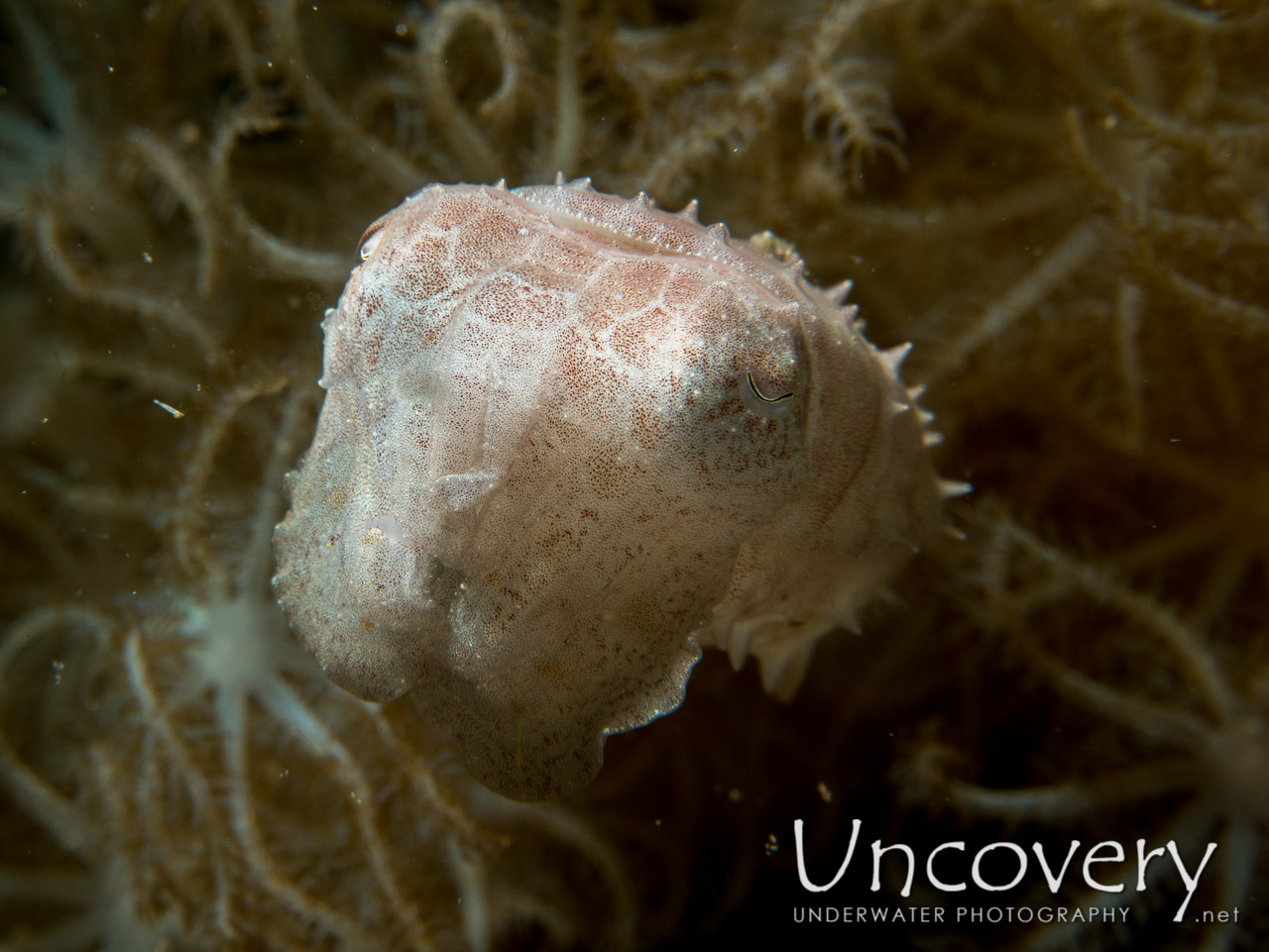 Pygmy Cuttlefish (sepia Bandensis) shot in Indonesia|North Sulawesi|Lembeh Strait|Makawide 2