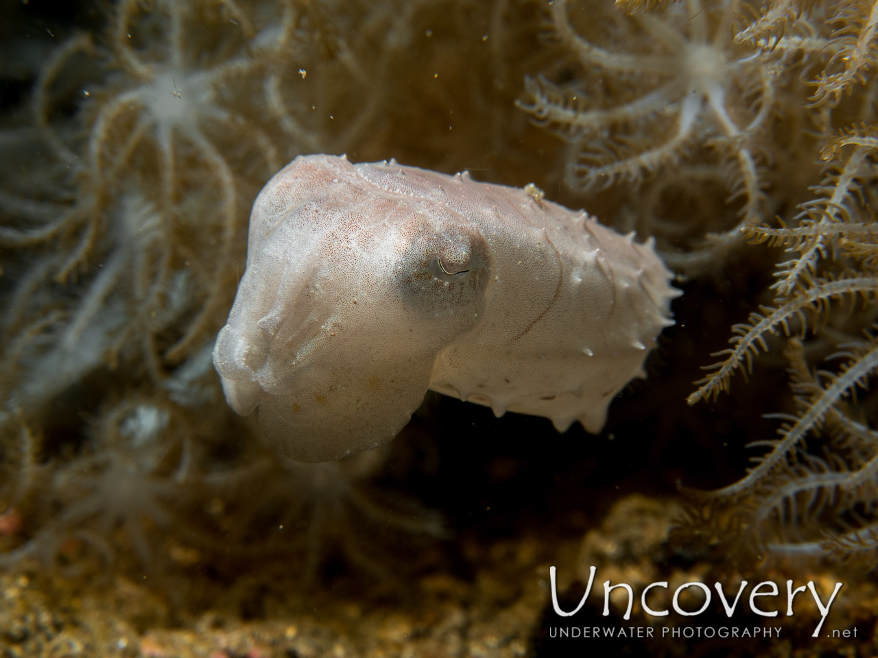 Pygmy Cuttlefish (sepia Bandensis) shot in Indonesia|North Sulawesi|Lembeh Strait|Makawide 2