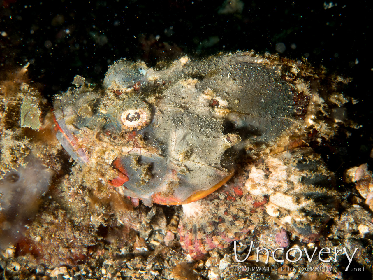 Humpback Scorpionfish (scorpaenopsis Macrochir) shot in Indonesia|North Sulawesi|Lembeh Strait|Makawide 2