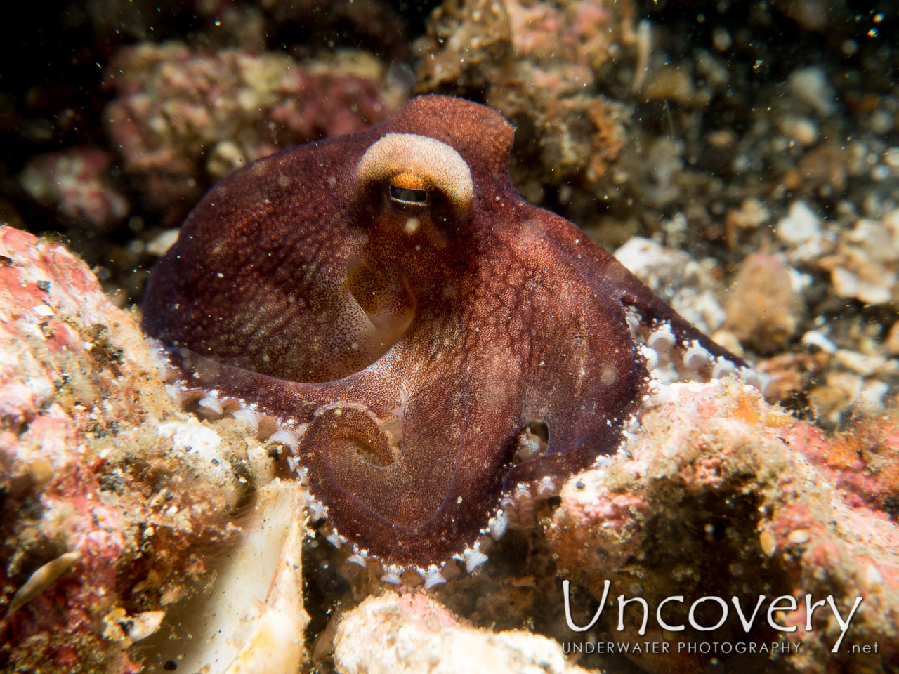 Coconut Octopus (amphioctopus Marginatus), photo taken in Indonesia, North Sulawesi, Lembeh Strait, Makawide 2