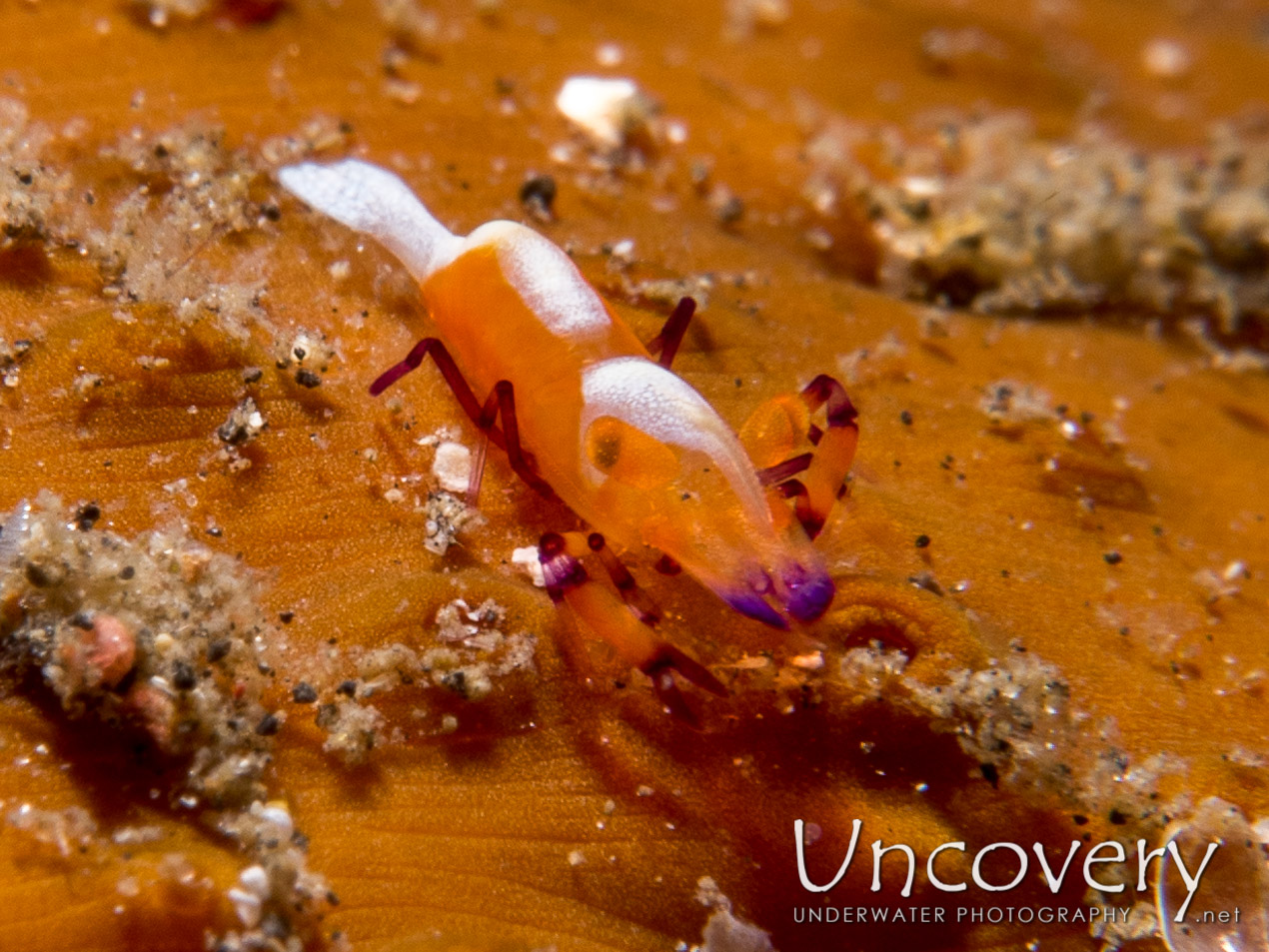 Emperor Shrimp (periclimenes Imperator), photo taken in Indonesia, North Sulawesi, Lembeh Strait, Makawide 2