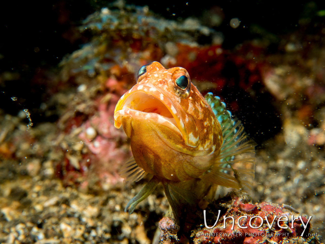 Solor Jawfish (opistognathus Solorensis), photo taken in Indonesia, North Sulawesi, Lembeh Strait, Makawide 2