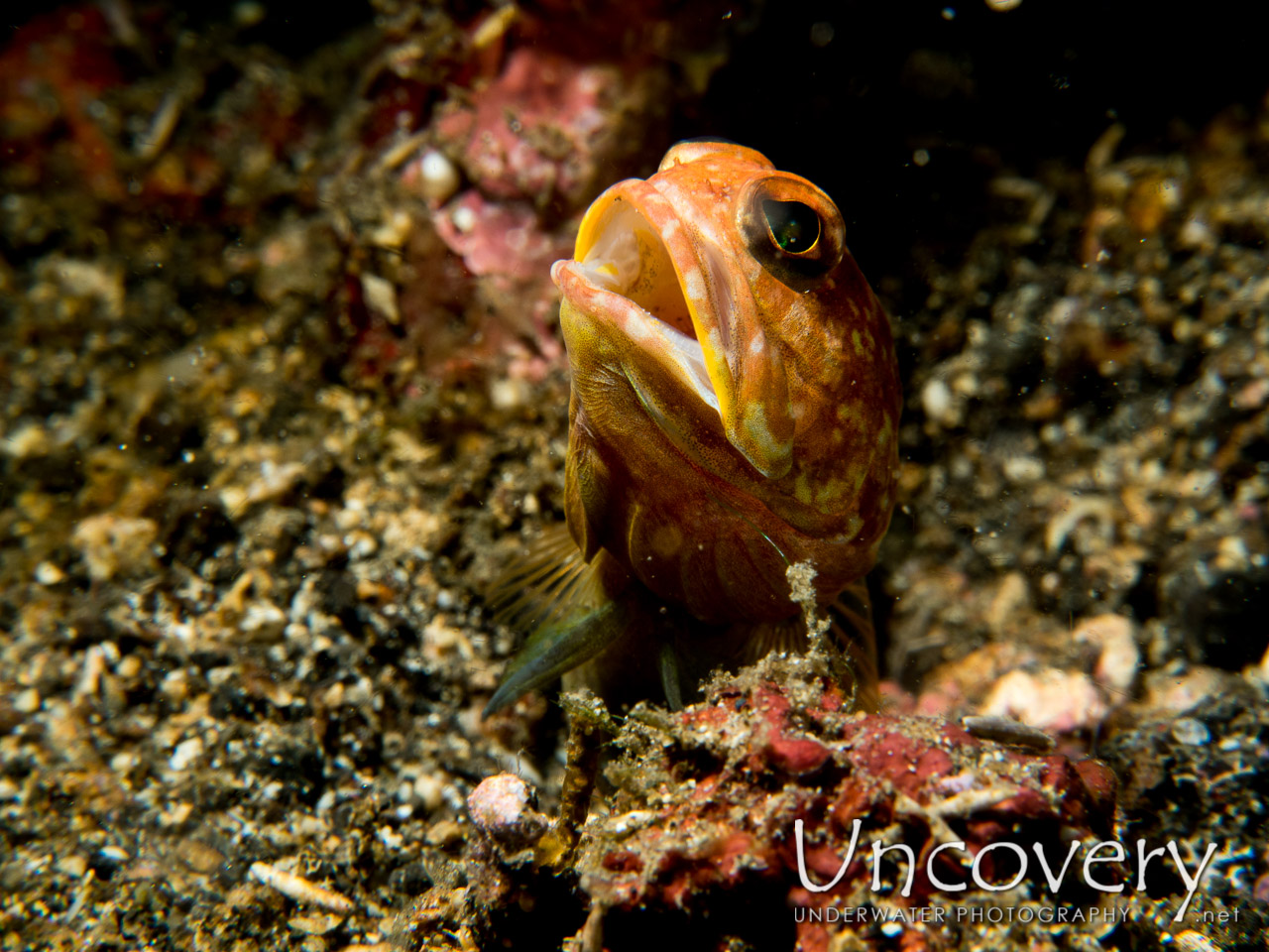 Solor Jawfish (opistognathus Solorensis), photo taken in Indonesia, North Sulawesi, Lembeh Strait, Makawide 2