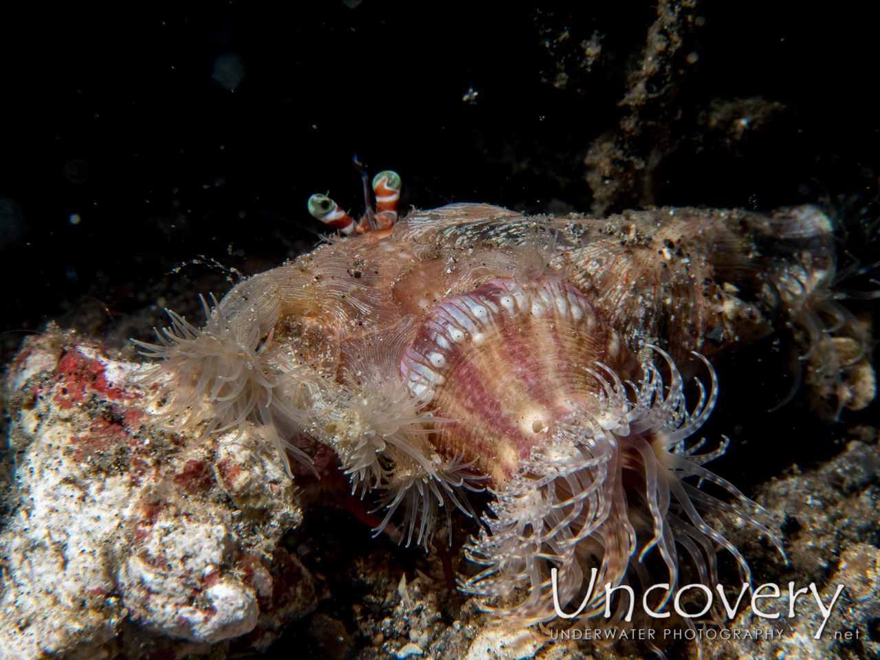 Hermit Crab, photo taken in Indonesia, North Sulawesi, Lembeh Strait, Sarena Besar 1