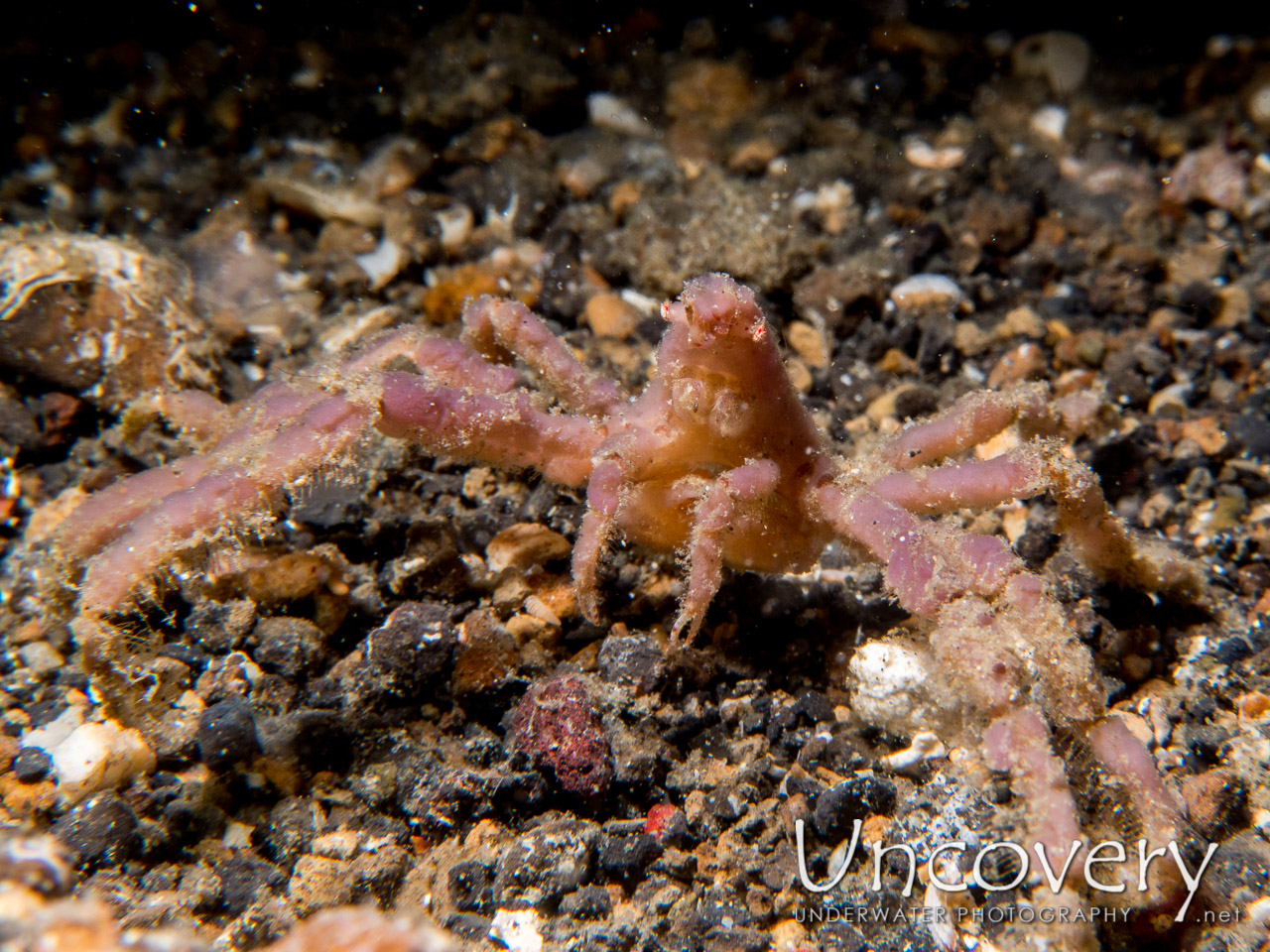 Sponge Spider Crab (oncinopus Sp. 2), photo taken in Indonesia, North Sulawesi, Lembeh Strait, Sarena Besar 1