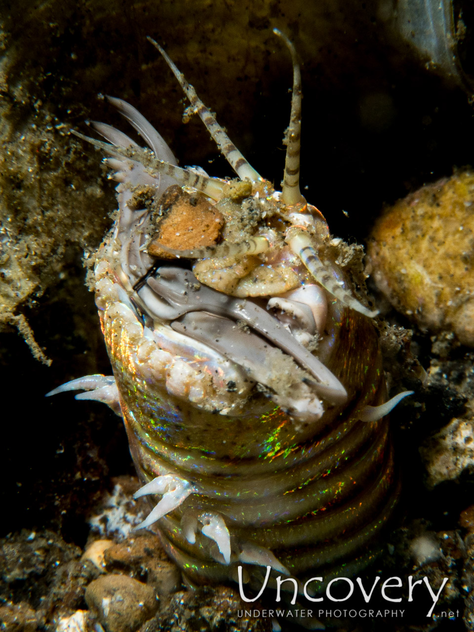 Bobbit Worm (eunice Aphroditois), photo taken in Indonesia, North Sulawesi, Lembeh Strait, Sarena Besar 1