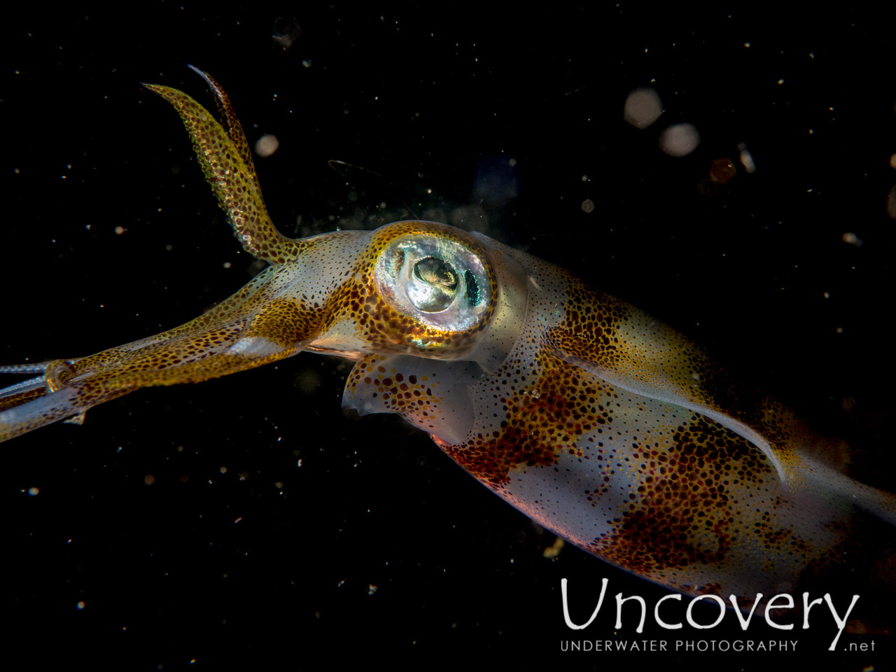 Broadfin Squid (sepioteuthis Lessoniana), photo taken in Indonesia, North Sulawesi, Lembeh Strait, Sarena Besar 1