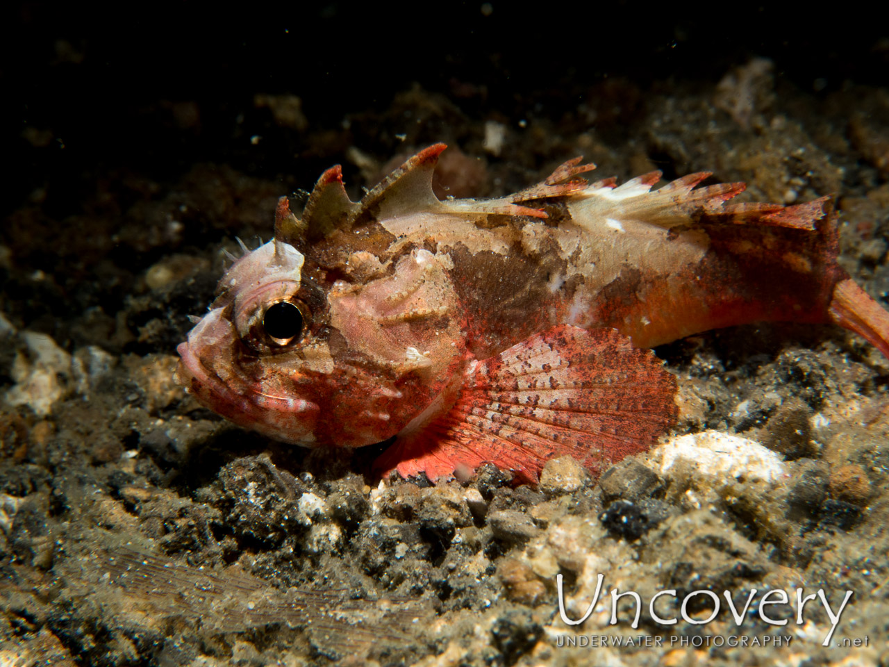 Scorpionfish shot in Indonesia|North Sulawesi|Lembeh Strait|Sarena Besar 1