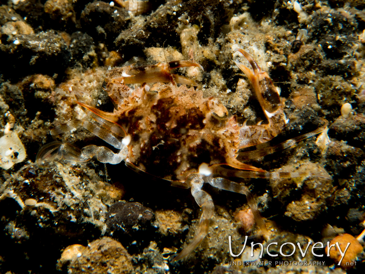 Swimmer Crab, photo taken in Indonesia, North Sulawesi, Lembeh Strait, Sarena Besar 1