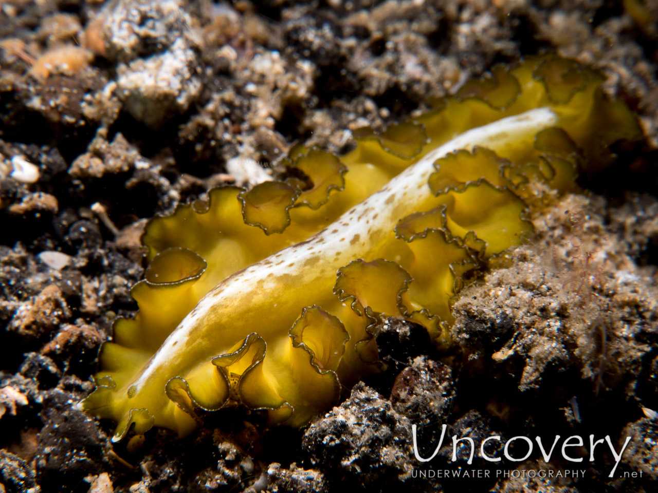 Flatworm, photo taken in Indonesia, North Sulawesi, Lembeh Strait, Sarena Besar 1