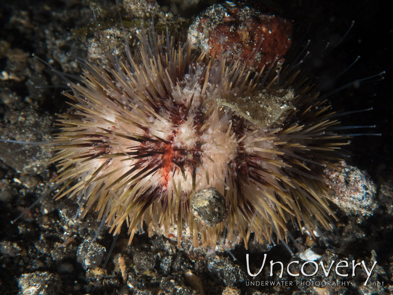 Sea Urchin, photo taken in Indonesia, North Sulawesi, Lembeh Strait, Sarena Besar 1