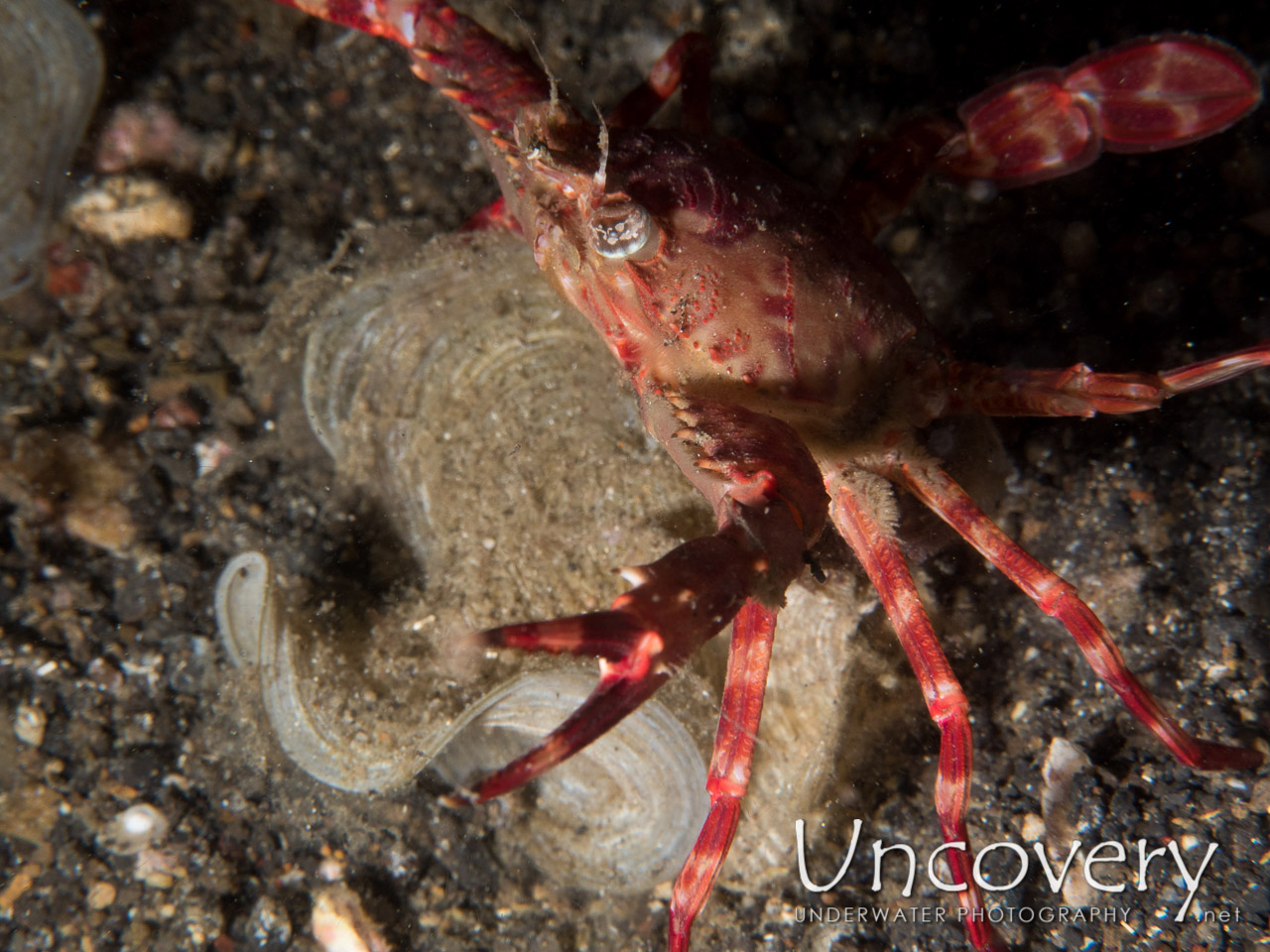 Swimmer Crab, photo taken in Indonesia, North Sulawesi, Lembeh Strait, Sarena Besar 1