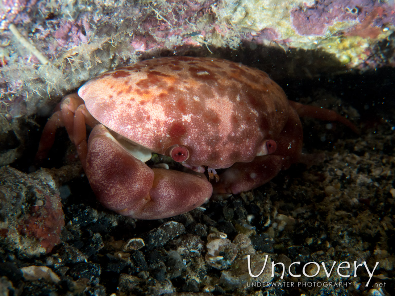 Convex Crab (carpilius Convexus), photo taken in Indonesia, North Sulawesi, Lembeh Strait, Sarena Besar 1