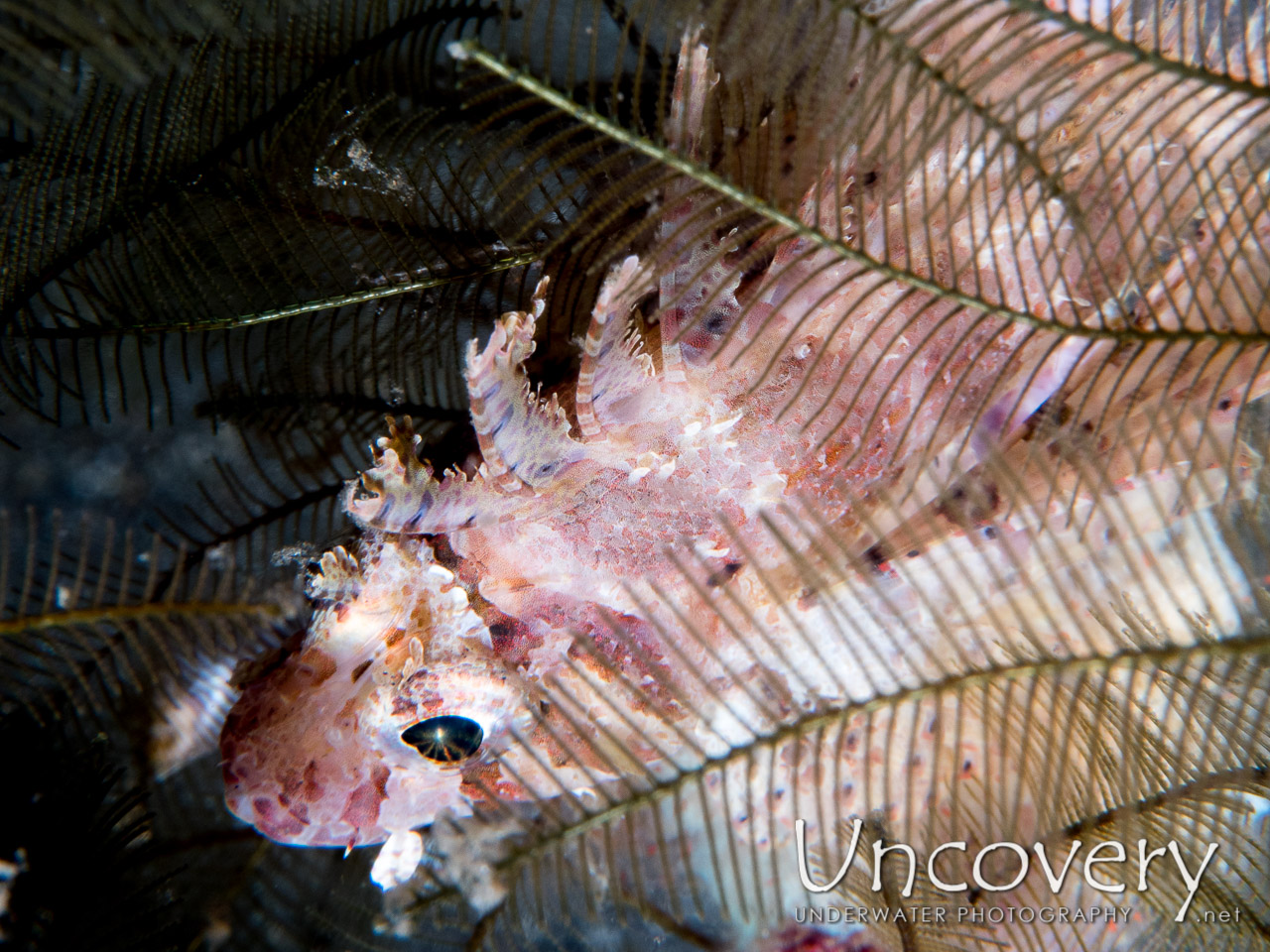 Tassled Scorpionfish (scorpaenopsis Oxycephala), photo taken in Indonesia, North Sulawesi, Lembeh Strait, Rojos