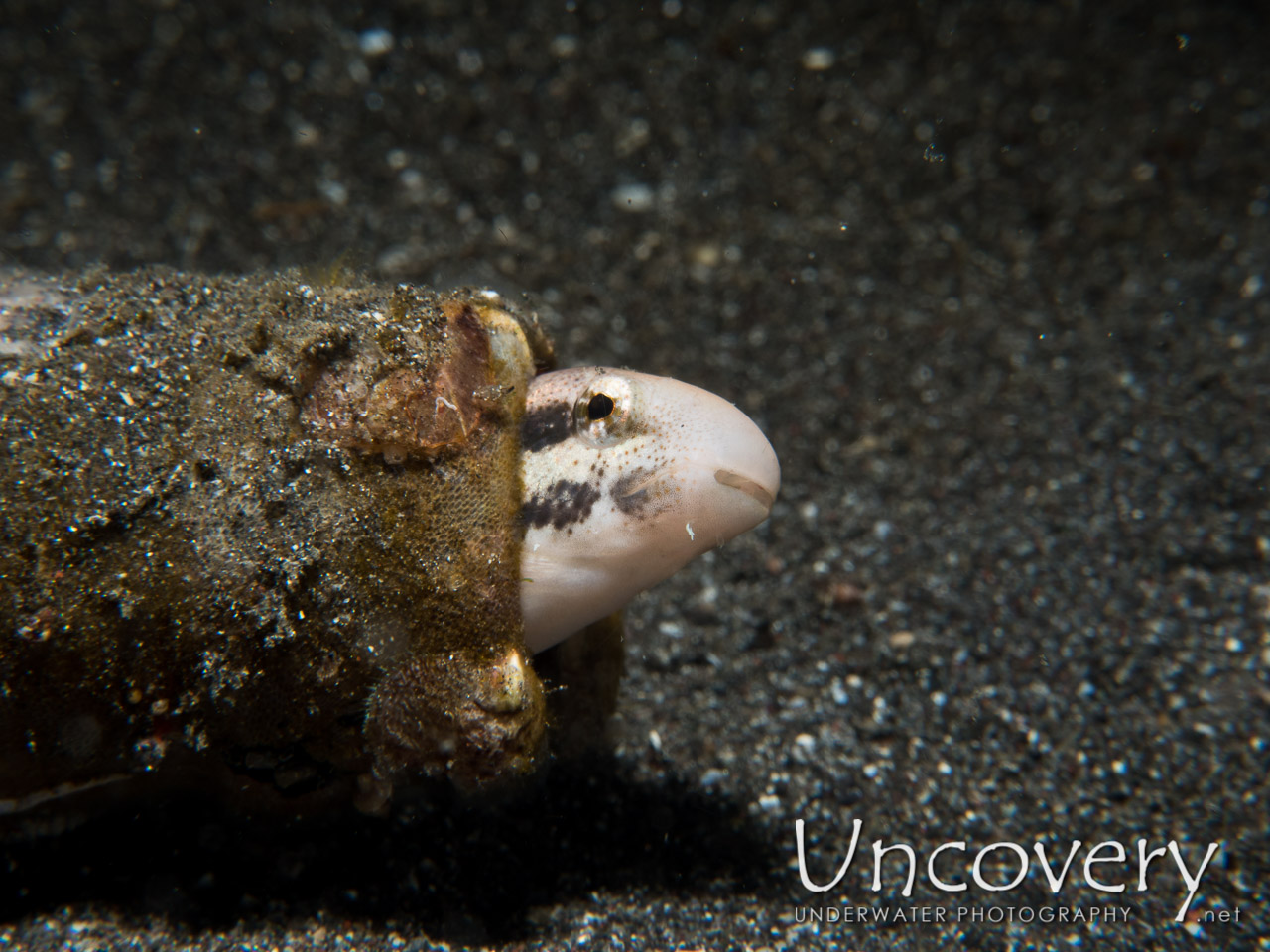 Shorthead Fangblenny (petroscirtes Breviceps), photo taken in Indonesia, North Sulawesi, Lembeh Strait, Rojos