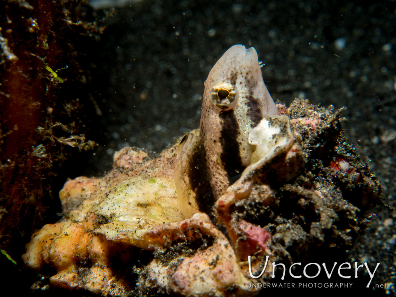 Shorthead Fangblenny (petroscirtes Breviceps), photo taken in Indonesia, North Sulawesi, Lembeh Strait, Rojos