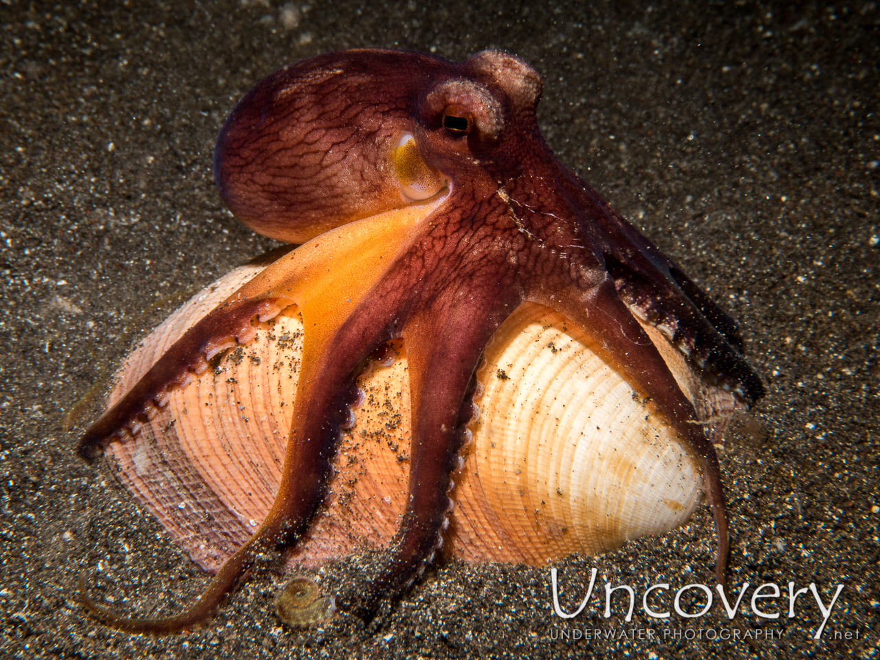 Coconut Octopus (amphioctopus Marginatus), photo taken in Indonesia, North Sulawesi, Lembeh Strait, Rojos