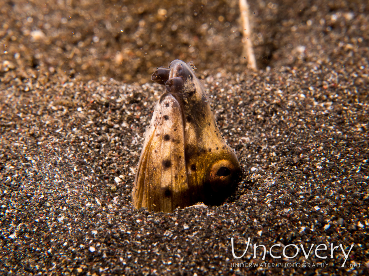 Longfin Snake-eel (pisodonophis Cancrivorus) shot in Indonesia|North Sulawesi|Lembeh Strait|Rojos