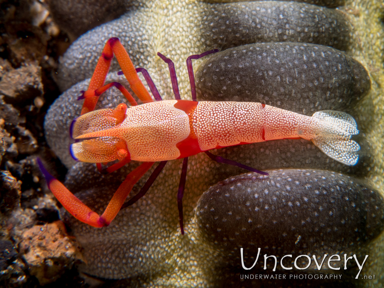 Emperor Shrimp (periclimenes Imperator) shot in Indonesia|North Sulawesi|Lembeh Strait|Tandurusa