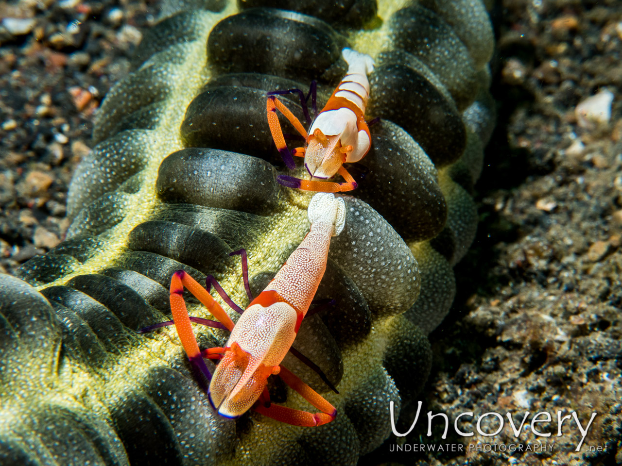 Emperor Shrimp (periclimenes Imperator) shot in Indonesia|North Sulawesi|Lembeh Strait|Tandurusa