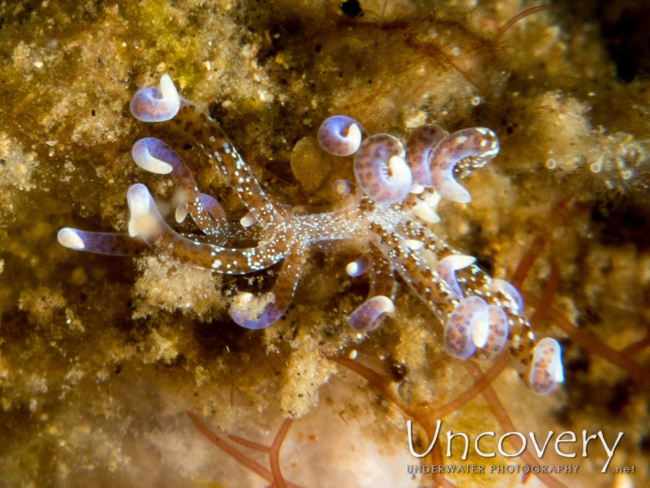 Nudibranch shot in Indonesia|North Sulawesi|Lembeh Strait|Tandurusa