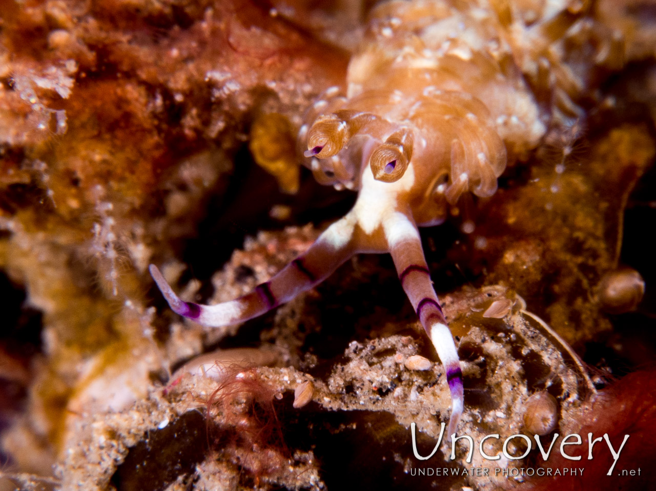 Nudibranch shot in Indonesia|North Sulawesi|Lembeh Strait|Tandurusa