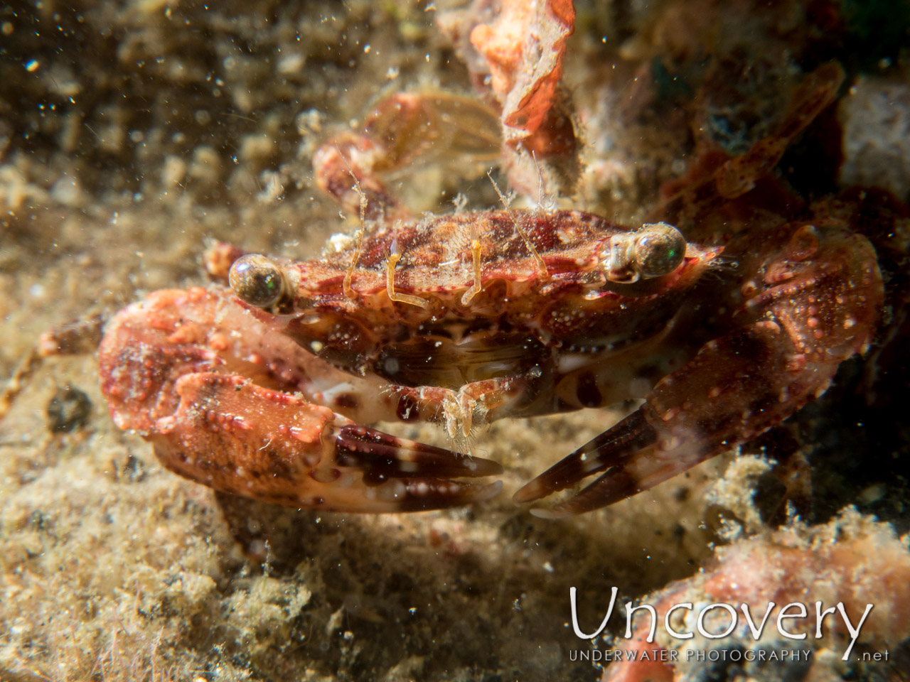 Swimmer Crab shot in Indonesia|North Sulawesi|Lembeh Strait|Tandurusa