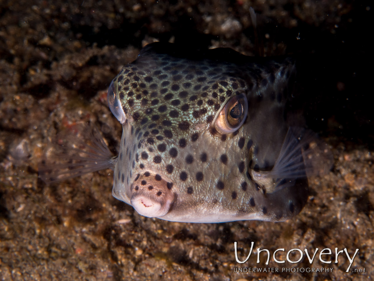Nasal Boxfish (ostracion Nasus) shot in Indonesia|North Sulawesi|Lembeh Strait|Tandurusa