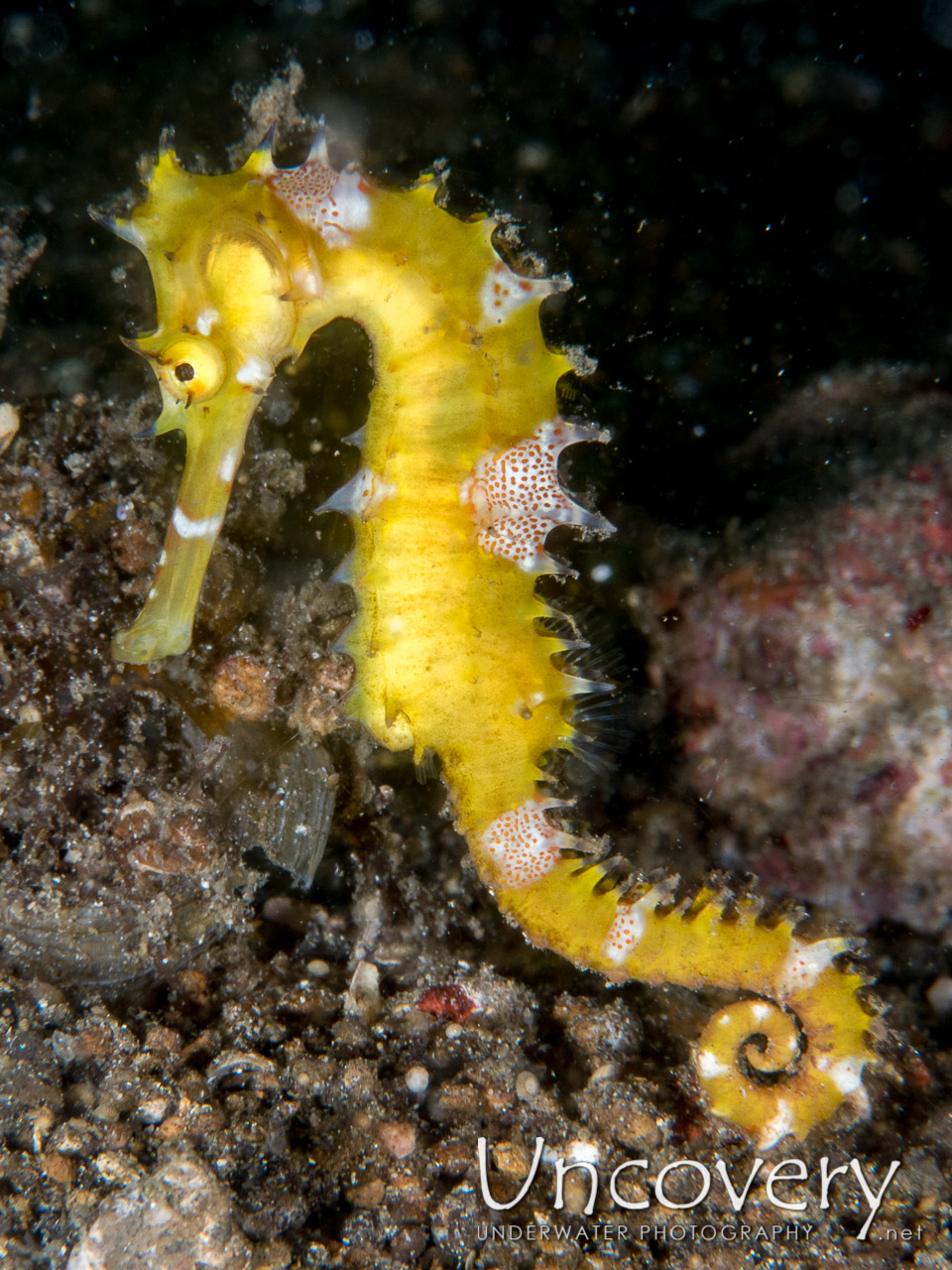Thorny Seahorse (hippocampus Histrix), photo taken in Indonesia, North Sulawesi, Lembeh Strait, Sarena Besar 1