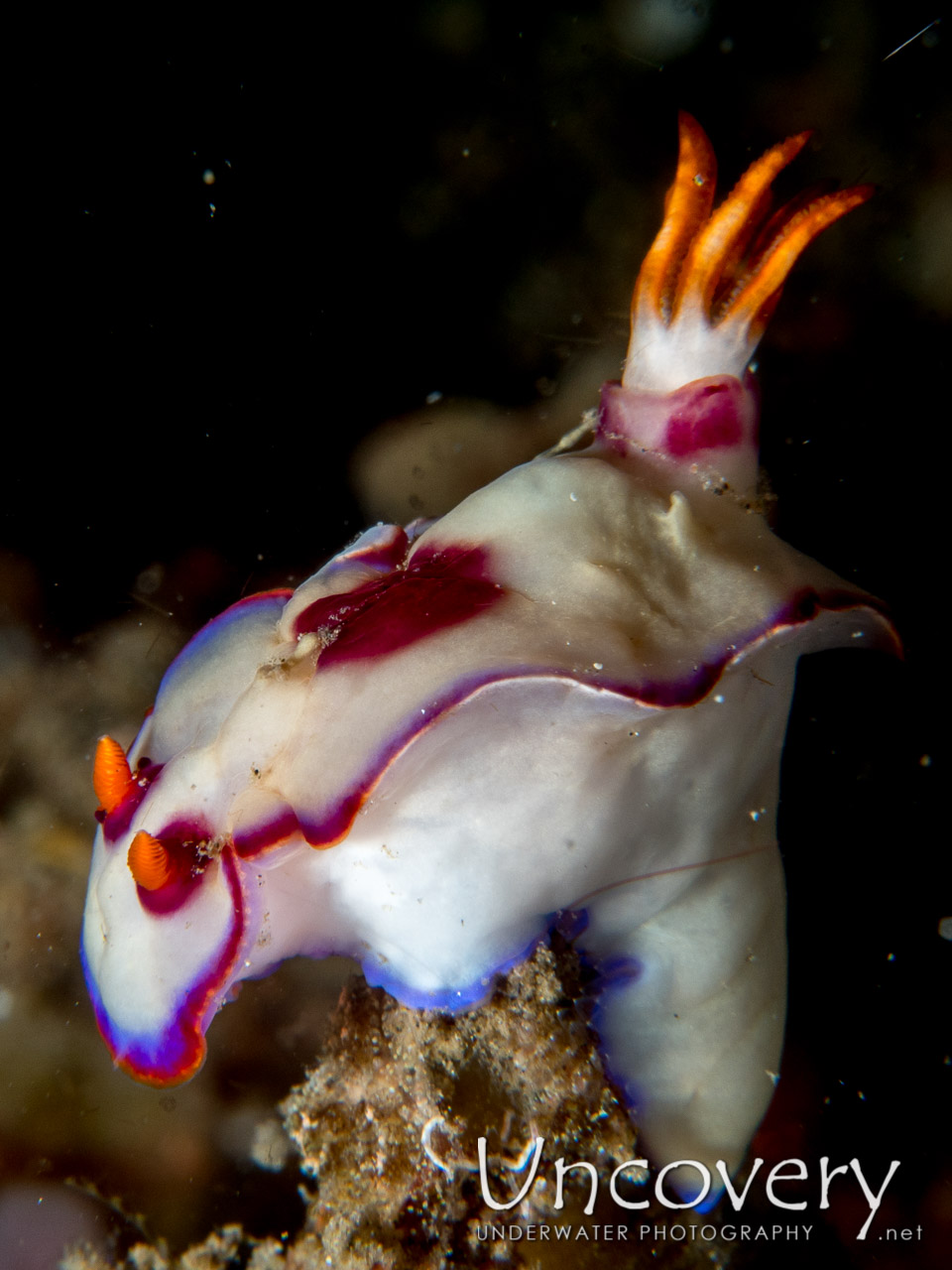 Nudibranch, photo taken in Indonesia, North Sulawesi, Lembeh Strait, Sarena Besar 1