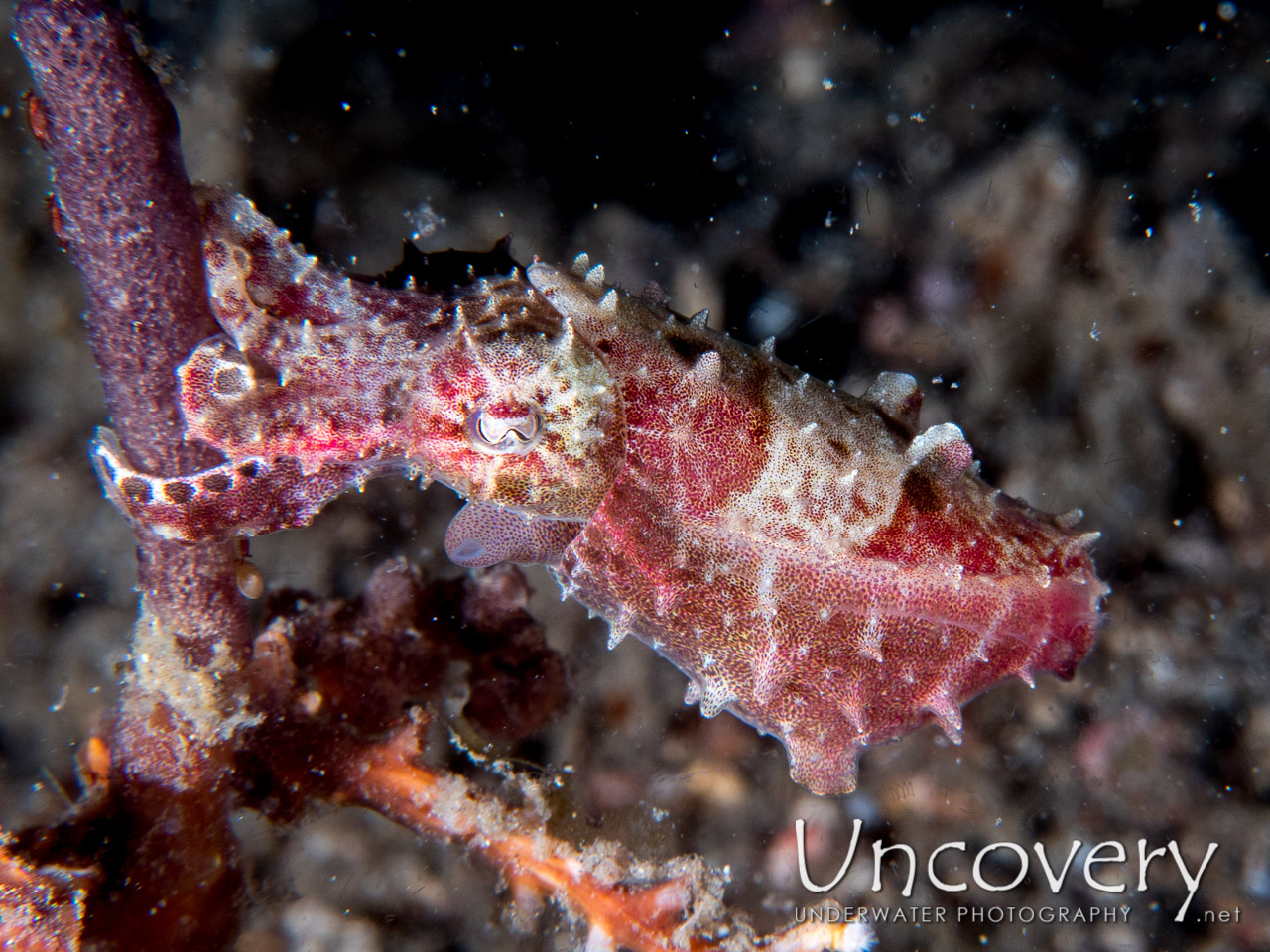 Pygmy Cuttlefish (sepia Bandensis) shot in Indonesia|North Sulawesi|Lembeh Strait|Sarena Besar 1