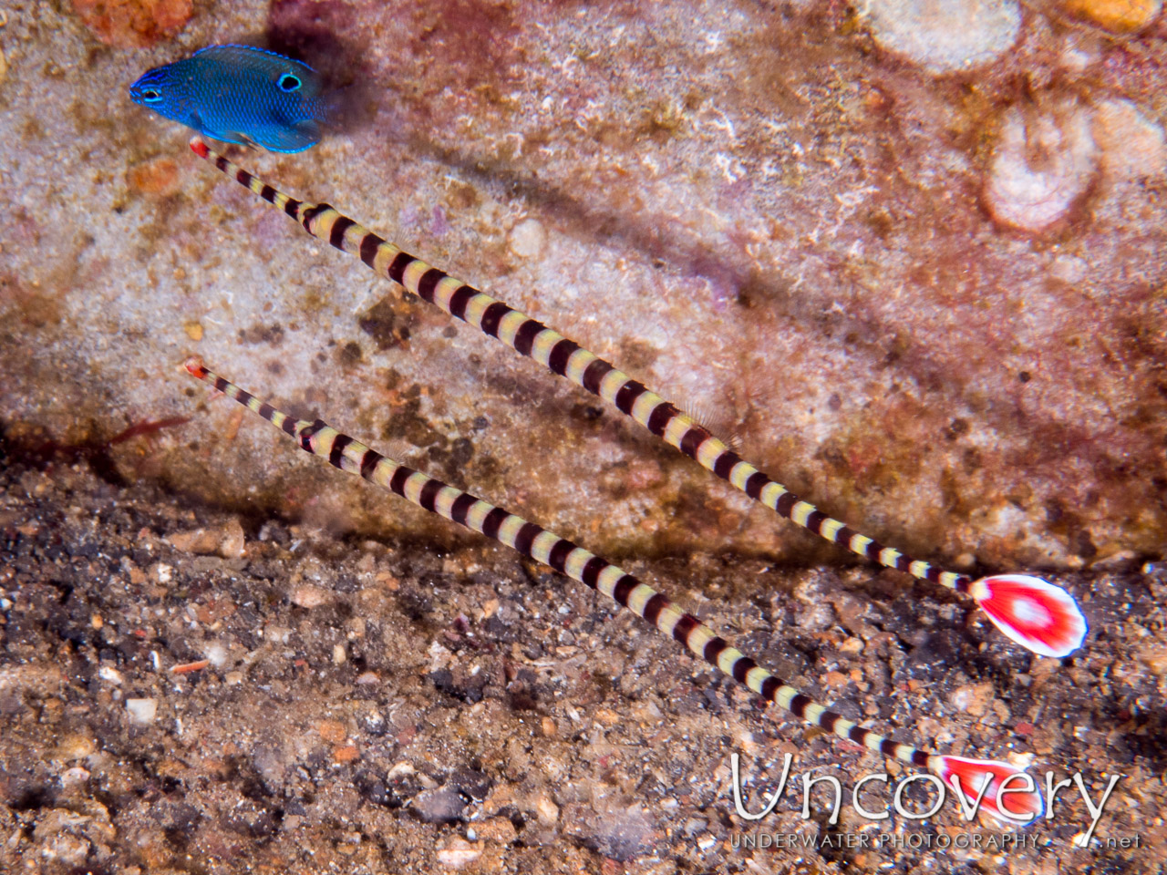 Banded Pipefish (dunckerocampus Dactyliophorus) shot in Indonesia|North Sulawesi|Lembeh Strait|Sarena Besar 1