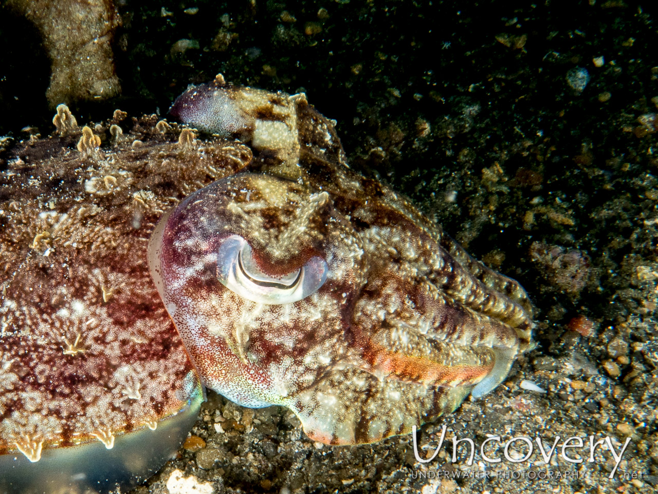 Broadclub Cuttlefish (sepia Latimanus), photo taken in Indonesia, North Sulawesi, Lembeh Strait, Sarena Besar 1