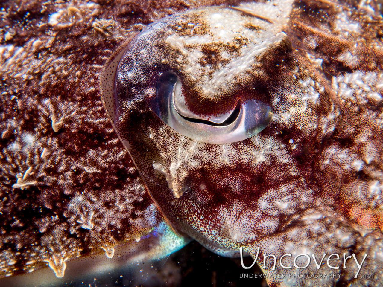 Broadclub Cuttlefish (sepia Latimanus), photo taken in Indonesia, North Sulawesi, Lembeh Strait, Sarena Besar 1