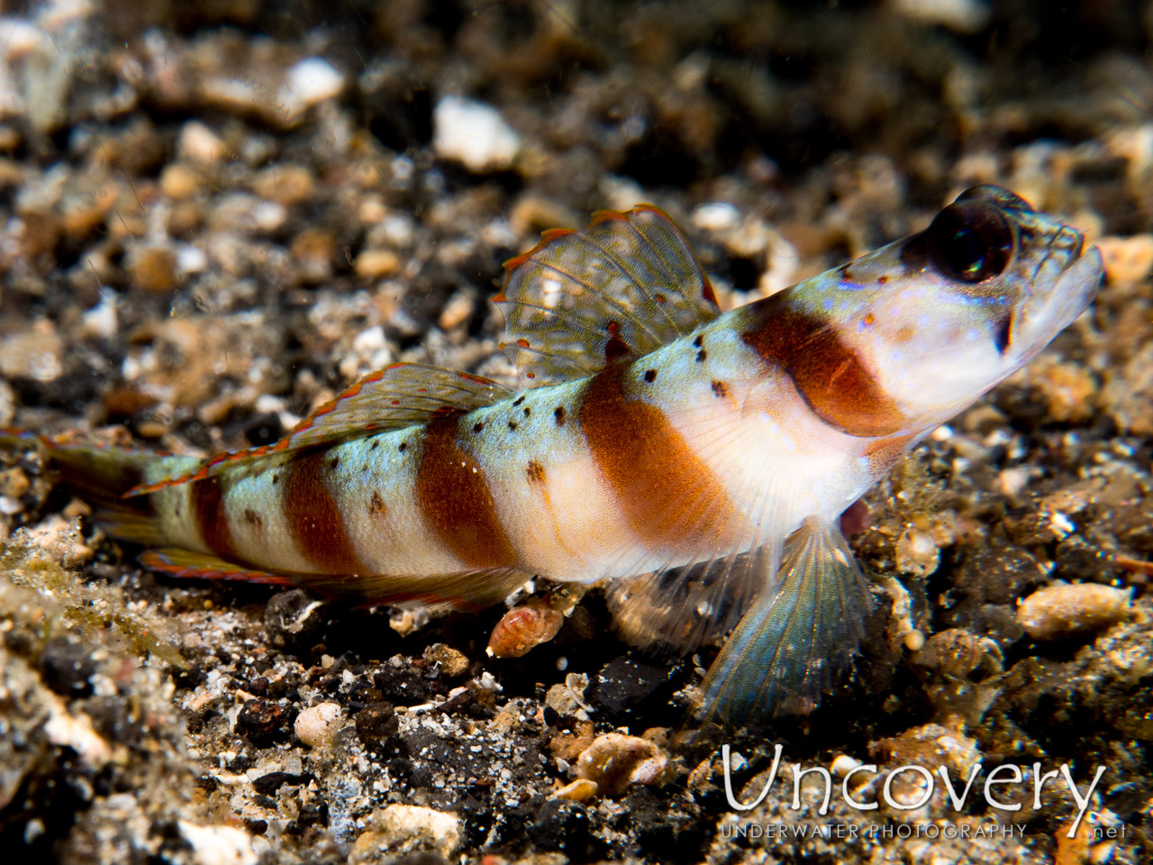 Shrimpgoby, photo taken in Indonesia, North Sulawesi, Lembeh Strait, Sarena Besar 1