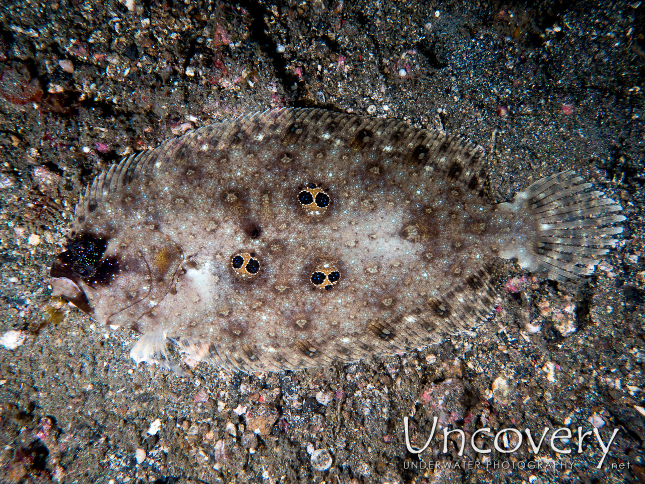 Flounder, photo taken in Indonesia, North Sulawesi, Lembeh Strait, Tanjung Kubur
