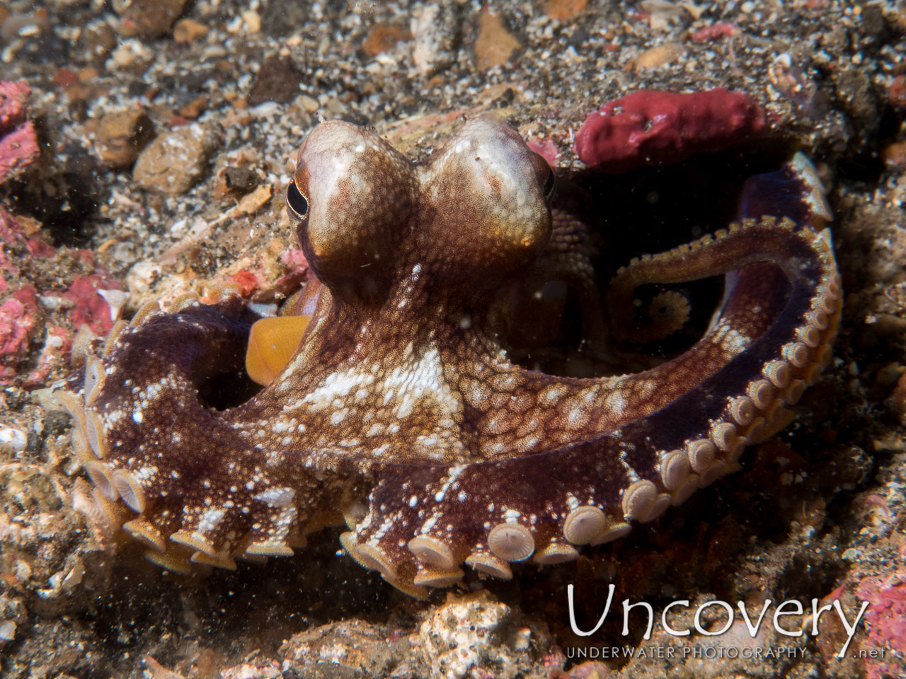 Coconut Octopus (amphioctopus Marginatus), photo taken in Indonesia, North Sulawesi, Lembeh Strait, Tanjung Kubur