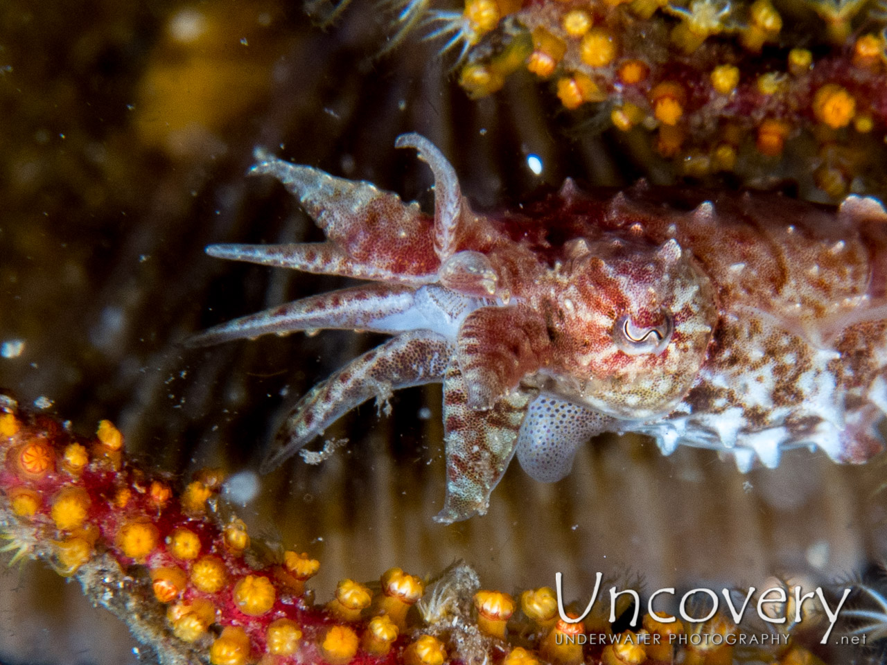 Pygmy Cuttlefish (sepia Bandensis) shot in Indonesia|North Sulawesi|Lembeh Strait|Nudi Falls