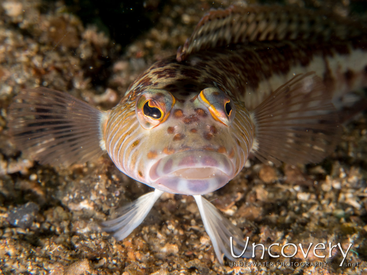 Spotted Sandperch, photo taken in Indonesia, North Sulawesi, Lembeh Strait, Nudi Falls