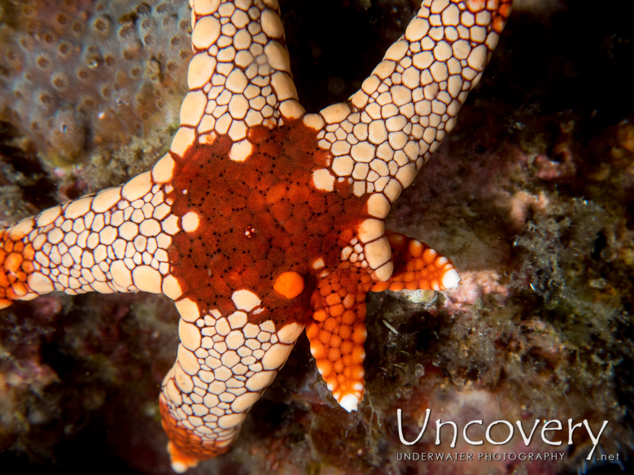Starfish shot in Indonesia|North Sulawesi|Lembeh Strait|Nudi Falls