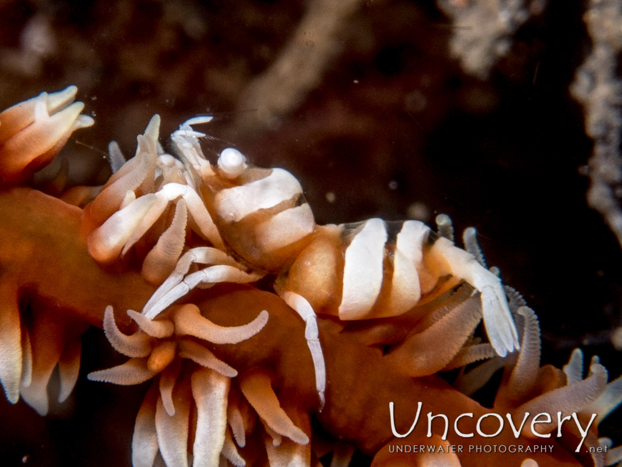 Anker's Whip Coral Shrimp (pontonides Ankeri), photo taken in Indonesia, North Sulawesi, Lembeh Strait, Nudi Falls