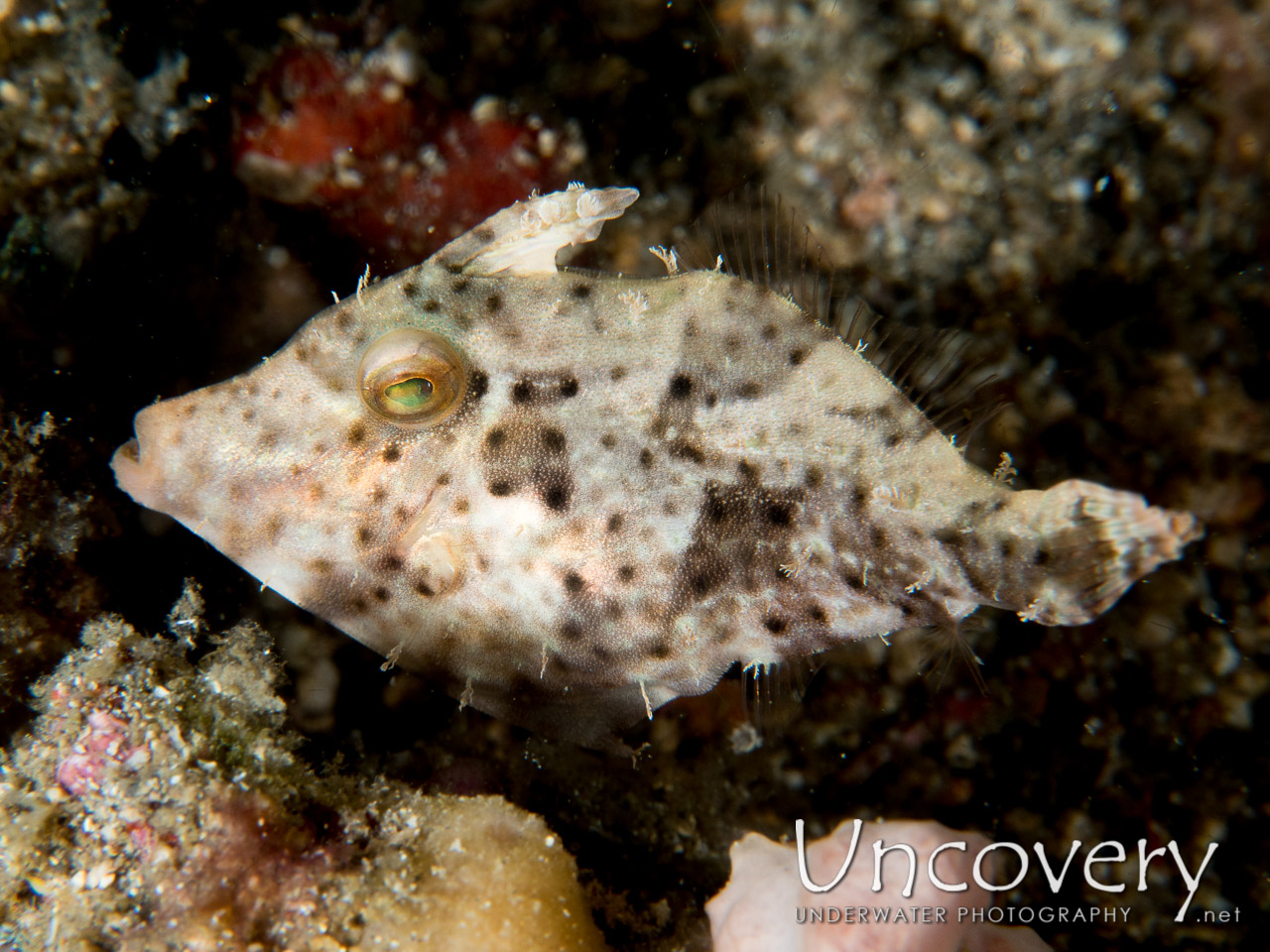Filefish, photo taken in Indonesia, North Sulawesi, Lembeh Strait, Critter Hunt
