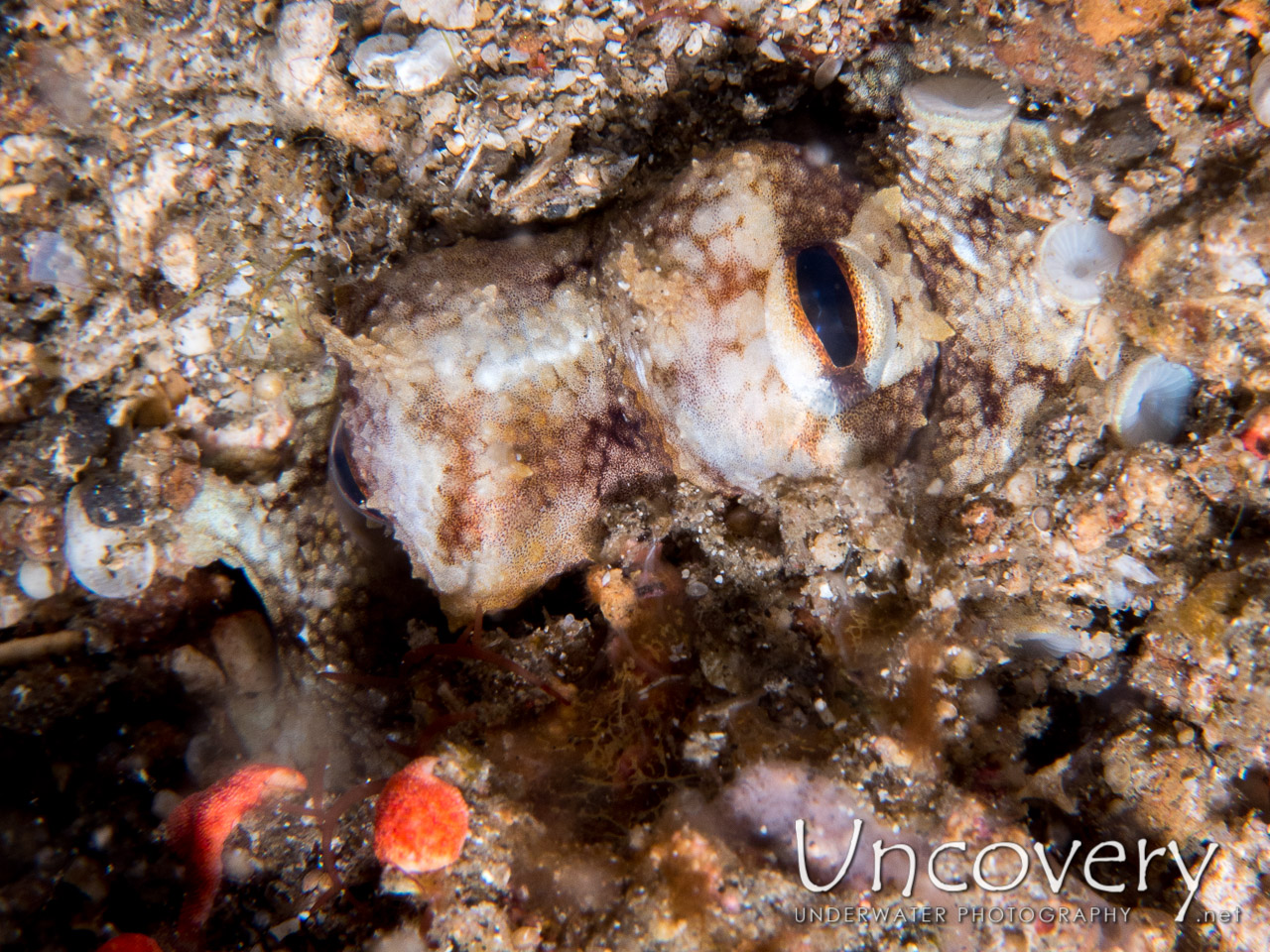 Coconut Octopus (amphioctopus Marginatus), photo taken in Indonesia, North Sulawesi, Lembeh Strait, Critter Hunt