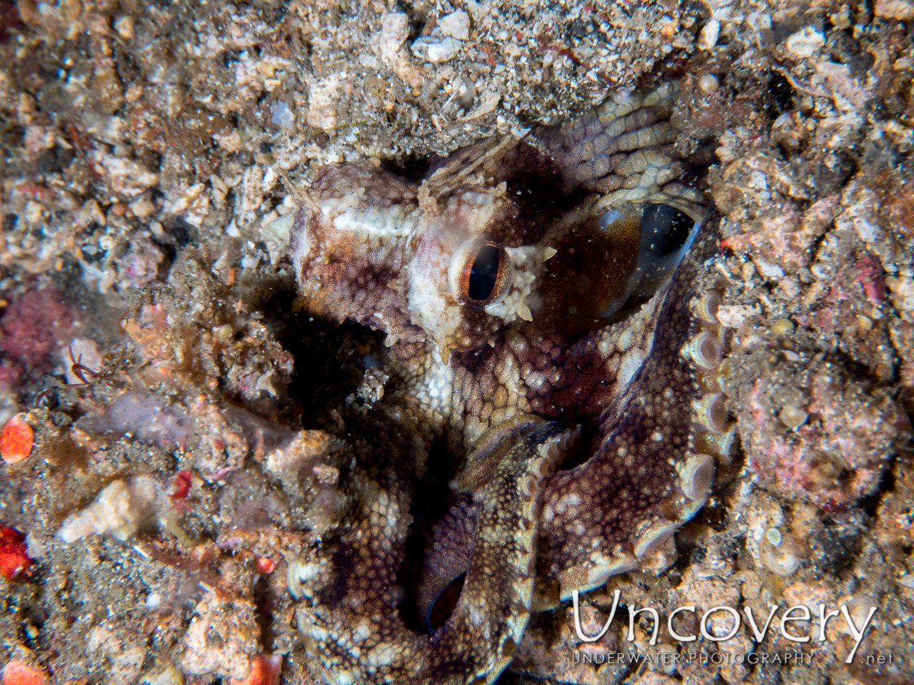 Coconut Octopus (amphioctopus Marginatus), photo taken in Indonesia, North Sulawesi, Lembeh Strait, Critter Hunt
