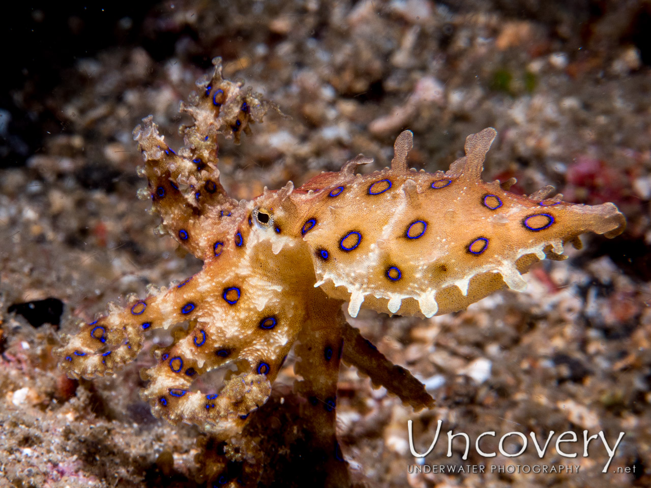 Blue Ring Octopus (hapalochlaena Lunulata), photo taken in Indonesia, North Sulawesi, Lembeh Strait, Critter Hunt