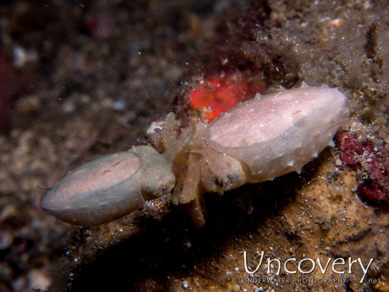 Pygmy Cuttlefish (sepia Bandensis) shot in Indonesia|North Sulawesi|Lembeh Strait|Critter Hunt
