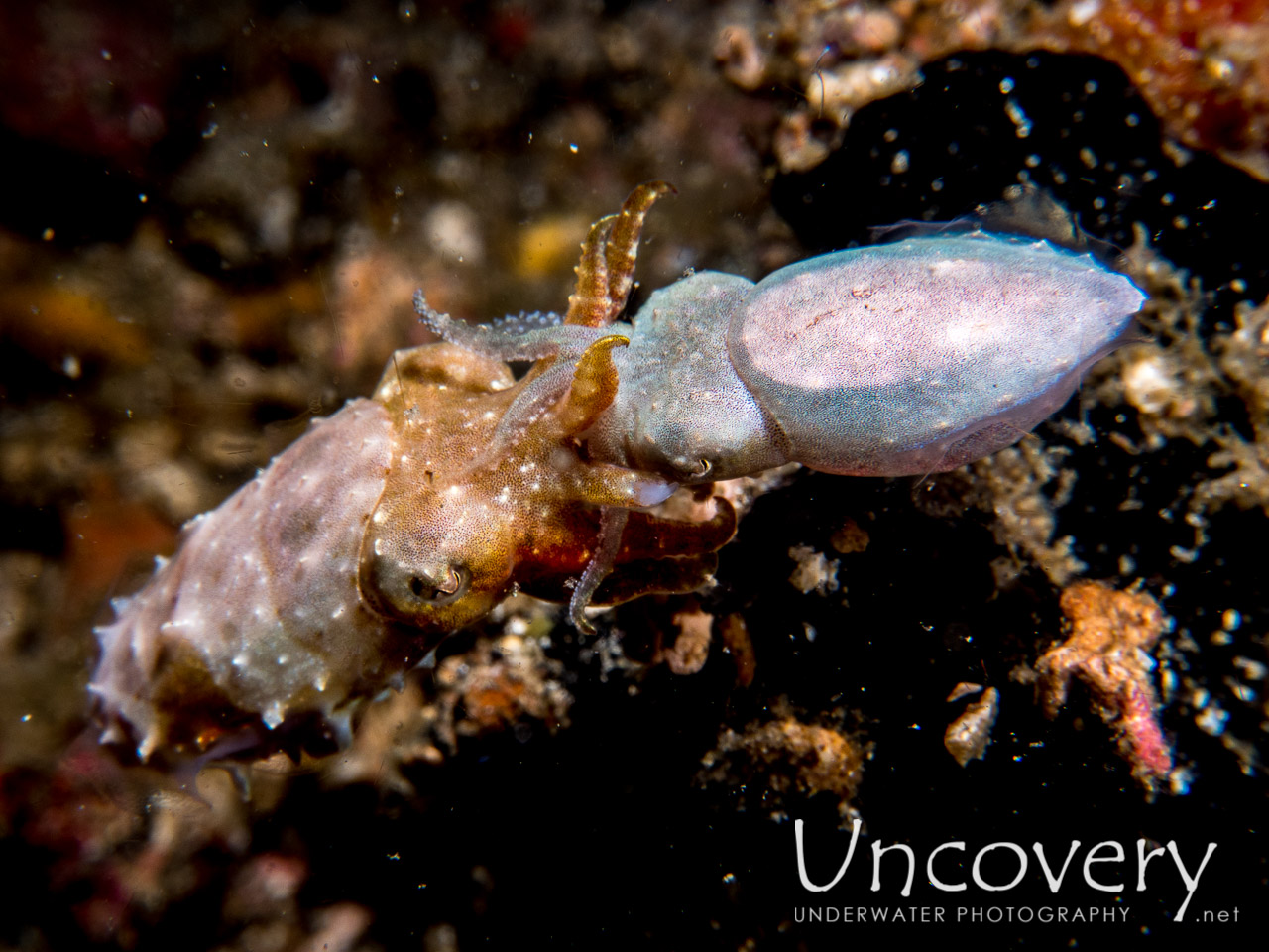 Pygmy Cuttlefish (sepia Bandensis), photo taken in Indonesia, North Sulawesi, Lembeh Strait, Critter Hunt