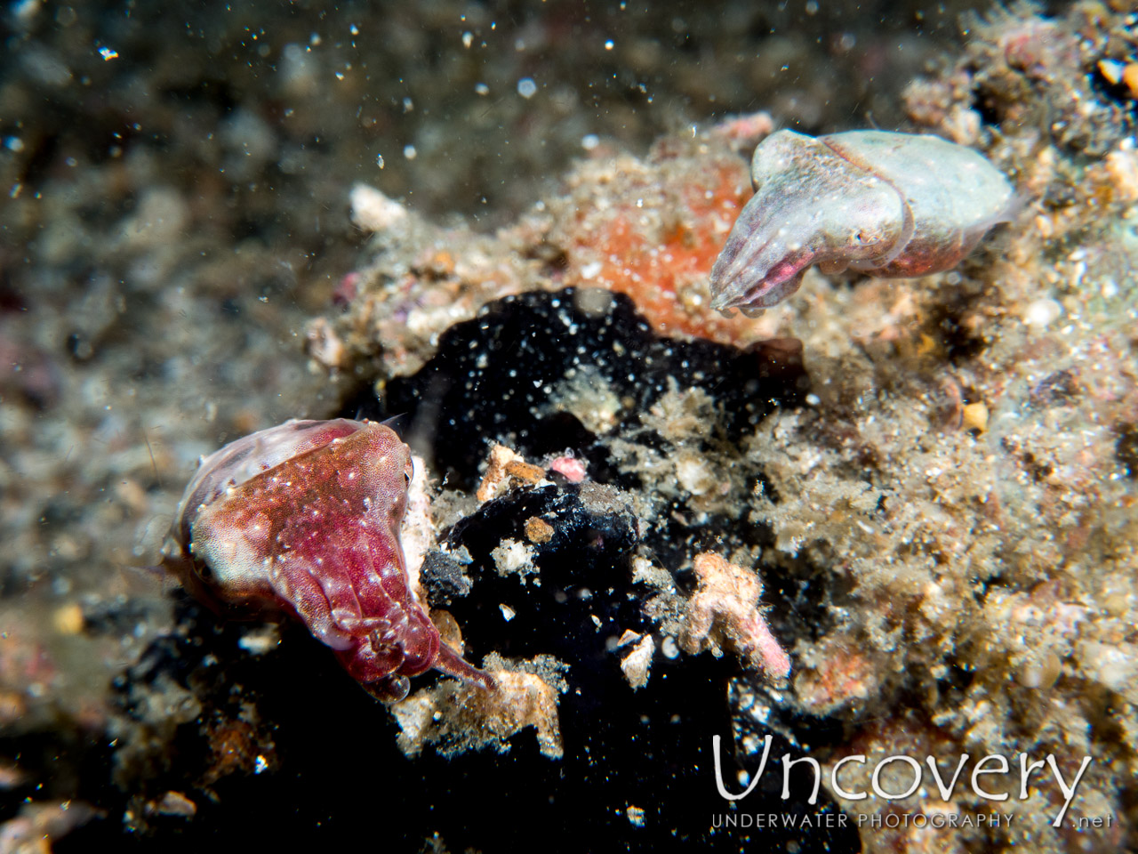 Pygmy Cuttlefish (sepia Bandensis), photo taken in Indonesia, North Sulawesi, Lembeh Strait, Critter Hunt